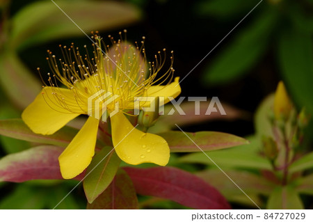 Hypericum monogynum Mioyanagi Hypericum monogynum Mioyanagi 84727029
