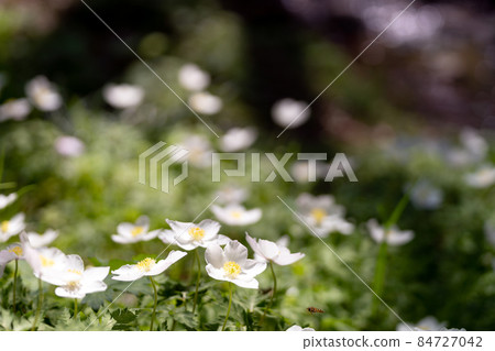 Pretty white flowers that bloom in the sunlight shining into the forest Pretty white flowers that bloom in the sunlight shining into the forest 84727042