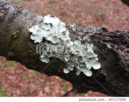 Lichen "Parmotrema tinctorum" that occurred on the trunk of cherry blossoms 84727090