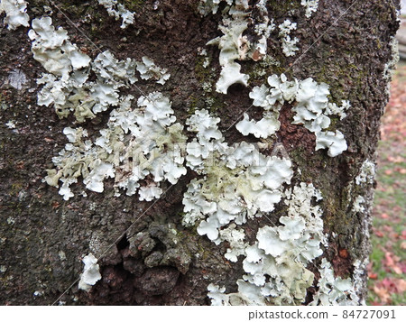 Lichen "Parmotrema tinctorum" that occurred on the trunk of cherry blossoms Lichen "Parmotrema tinctorum" that occurred on the trunk of cherry blossoms 84727091