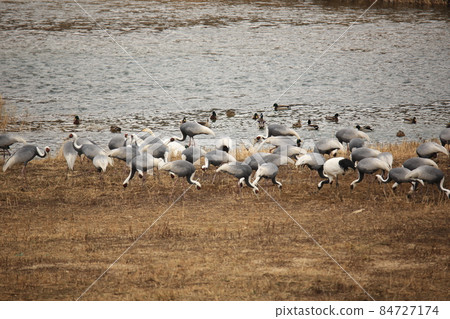 江原道、鐵原郡、鐵原鶴村、觀鳥 84727174