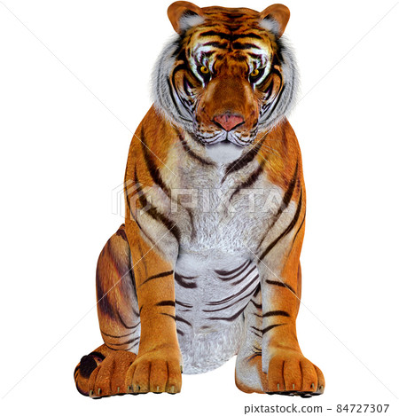 Tiger ☆ TIGER 84727307