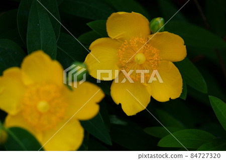 Hypericum Hidcourt Large Flower Gold Thread Plum 84727320