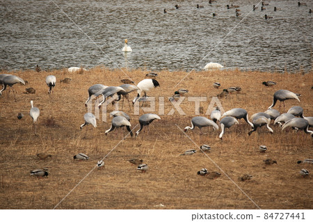 江原道、鐵原鶴村、鐵原郡、觀鳥 江原道、鐵原鶴村、鐵原郡、觀鳥 84727441