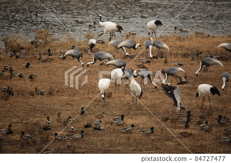 Gangwon-do, Cheorwon Crane Village, Cheorwon-gun, Birdwatching 84727477