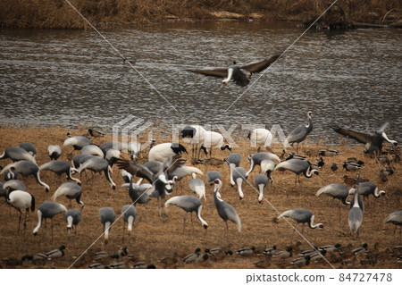 Gangwon-do, Cheorwon Crane Village, Cheorwon-gun, Birdwatching 84727478
