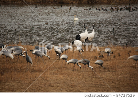 江原道、鐵原鶴村、鐵原郡、觀鳥 江原道、鐵原鶴村、鐵原郡、觀鳥 84727529