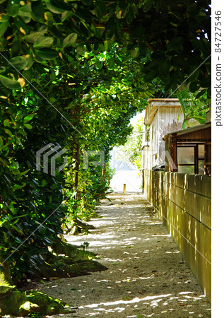 A street lined with Fukugi trees in the village of Kuninao, Yamato Village A street lined with Fukugi trees in the village of Kuninao, Yamato Village 84727546