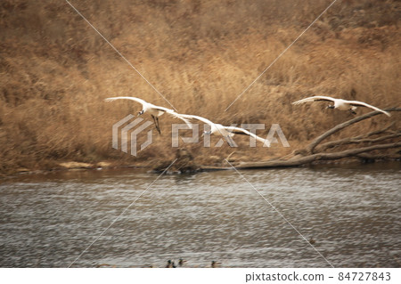 Gangwon-do, Cheorwon-gun, Cheorwon Crane Village, Exploration 84727843