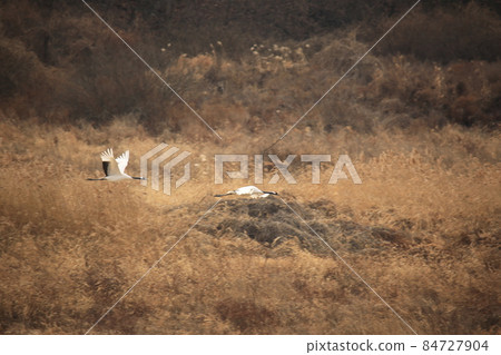 Gangwon-do, Cheorwon-gun, Cheorwon Crane Village, Exploration 84727904