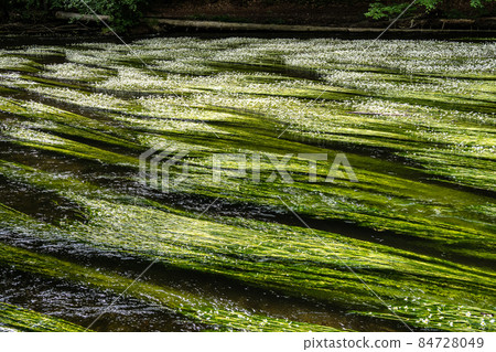 Flowering plant of the river water-crowfoot, Ranunculus fluitans at Leutstetten, Bavaria in Germany 84728049