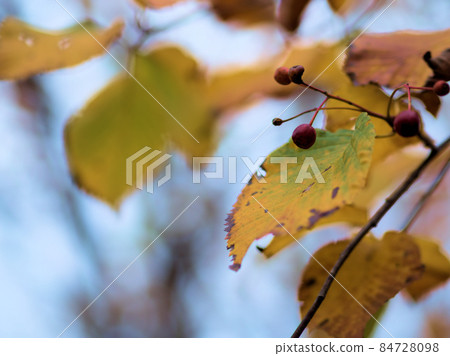 November "Sorbus alnifolia" November "Sorbus alnifolia" 84728098
