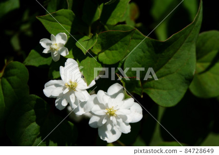 八重崎魚腥草八重崎魚腥草 84728649