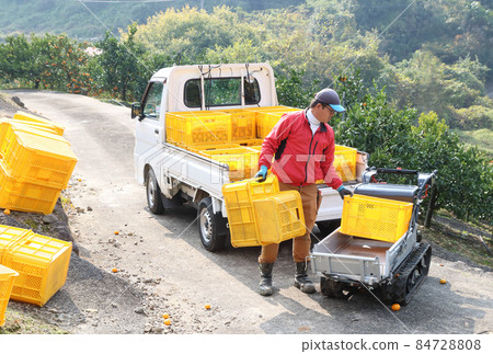 A young man loading a container to put oranges in a carrier A young man loading a container to put oranges in a carrier 84728808