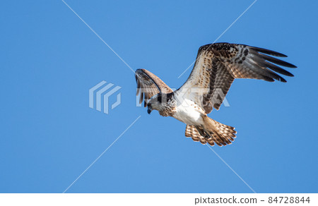 飛行的白鷺的羽毛 84728844