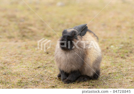 Cute rabbit Cute rabbit 84728845