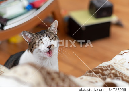 Nya Kijitora White 84728966