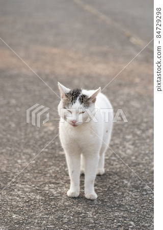 Cautical cat Cautical cat 84729298