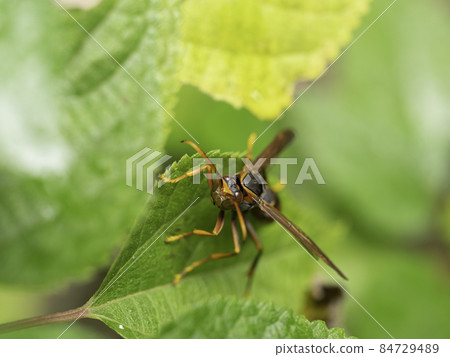 Polistes rothney (photographed in Okinawa) Polistes rothney (photographed in Okinawa) 84729489