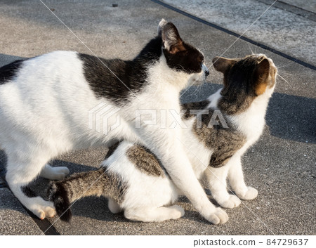 Good friends black and white cats Good friends black and white cats 84729637