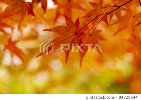 Autumn in Iwakura Gorge Autumn in Iwakura Gorge 84729644