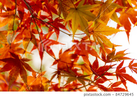 Autumn in Iwakura Gorge Autumn in Iwakura Gorge 84729645