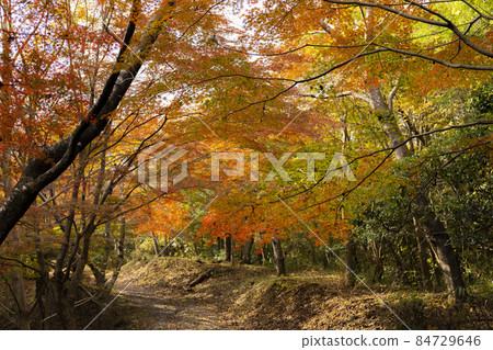 Autumn in Iwakura Gorge Autumn in Iwakura Gorge 84729646