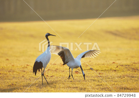 丹頂鶴在金色的草地上翩翩起舞（北海道） 84729948
