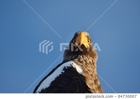 Steller's sea eagle (北海道) 我在一個晴天在北海道東部遇到的 Steller's sea eagle (北海道) 我在一個晴天在北海道東部遇到的 84730007