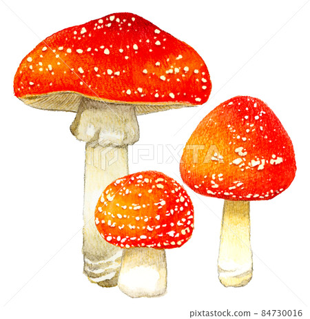 Illustration of cute poisonous mushrooms Hand-painted watercolor illustration material of fly agaric Illustration of cute poisonous mushrooms Hand-painted watercolor illustration material of fly agaric 84730016