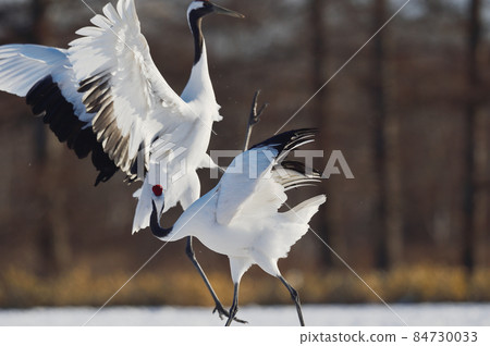 日本鶴舞（鶴居，北海道） 84730033