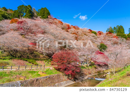 Autumn Obara's four seasons cherry blossoms, autumn leaves and cherry blossoms co-starring <Toyota City, Aichi Prefecture> Autumn Obara's four seasons cherry blossoms, autumn leaves and cherry blossoms co-starring <Toyota City, Aichi Prefecture> 84730129