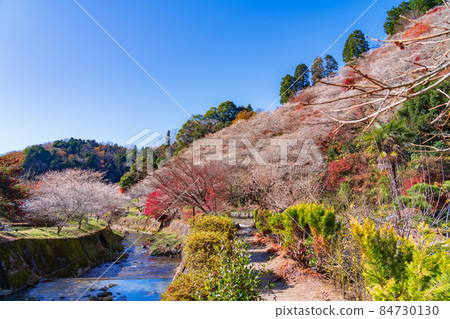 Autumn Obara's four seasons cherry blossoms, autumn leaves and cherry blossoms co-starring <Toyota City, Aichi Prefecture> Autumn Obara's four seasons cherry blossoms, autumn leaves and cherry blossoms co-starring <Toyota City, Aichi Prefecture> 84730130