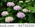 Hydrangea hydrangea 84730200