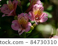 Alstroemeria Alstroemeria 84730310