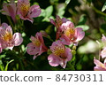 Alstroemeria Alstroemeria 84730311