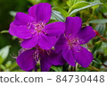 Melastomes wild peony 84730448