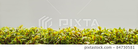 banner banner 84730581