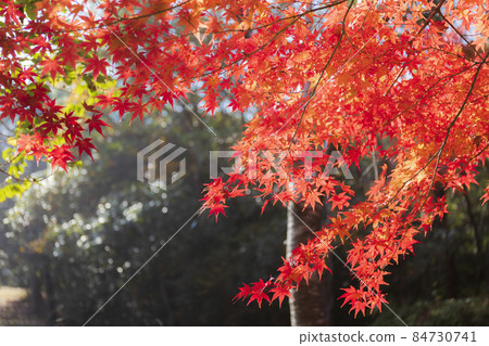 Autumn in Iwakura Gorge Autumn in Iwakura Gorge 84730741