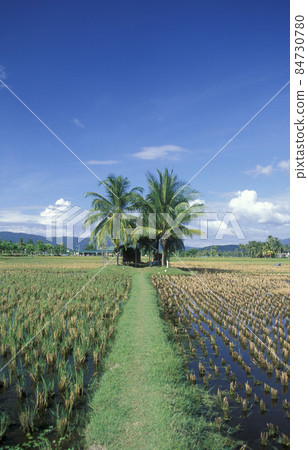 MALAYSIA LANGKAWI RICE FIELD 84730780