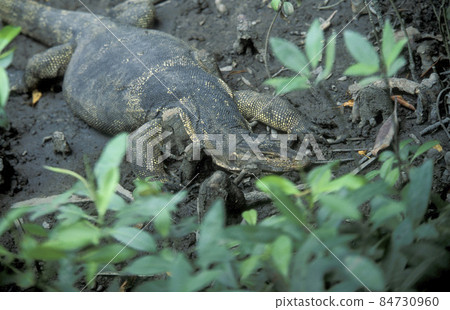 MALAYSIA LANGKAWI VARAN 84730960
