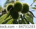 Chestnut chestnut 84731283