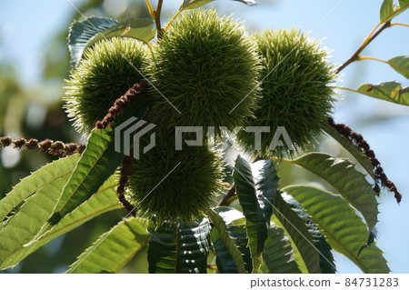 Chestnut chestnut 84731283