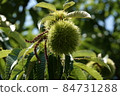 Chestnut chestnut 84731288