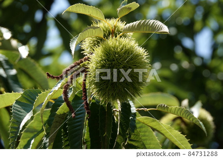 Chestnut chestnut 84731288