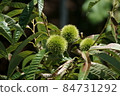 Chestnut chestnut 84731292