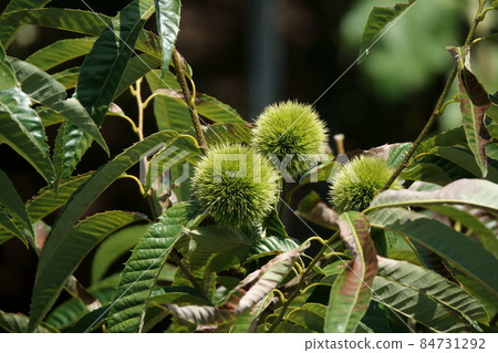 Chestnut chestnut 84731292