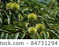 Chestnut chestnut 84731294