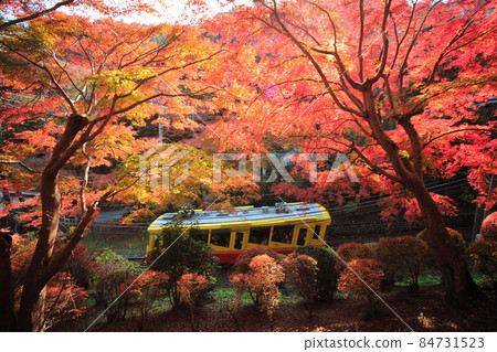 Mt. Takao cable car going through the autumn leaves Mt. Takao cable car going through the autumn leaves 84731523