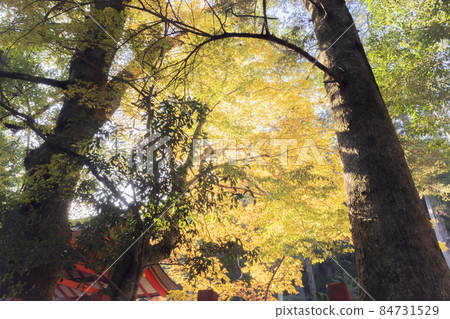 Autumn at Kitabatake Shrine Autumn at Kitabatake Shrine 84731529
